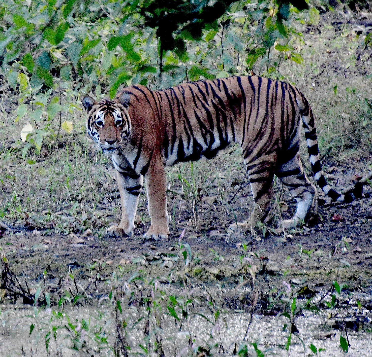 India_111116_3004e2 (c) Karen Rubin-Kahna-tiger