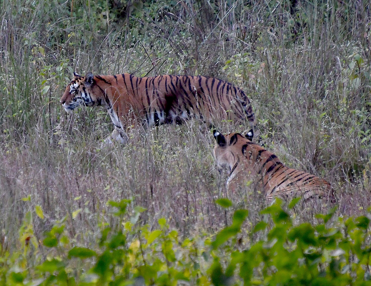 India_111116_3047e2 (c) Karen Rubin-Kahna-2 tiger