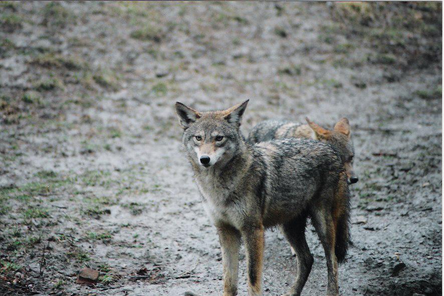 There will be a presentation hosted by the Wild Dog Foundation on coyotes. (Photo courtesy of the Great Neck Park District)