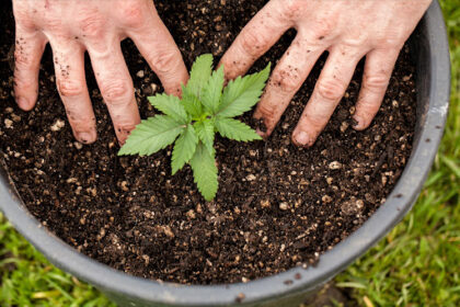 How To Grow Weed At Home