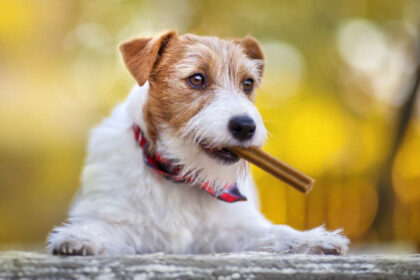 dental chews for dogs the island now