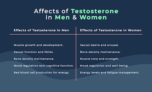 testosterone vs estrogen - theislandnow