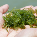 Best Sea Moss Supplements