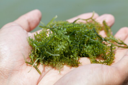 Best Sea Moss Supplements